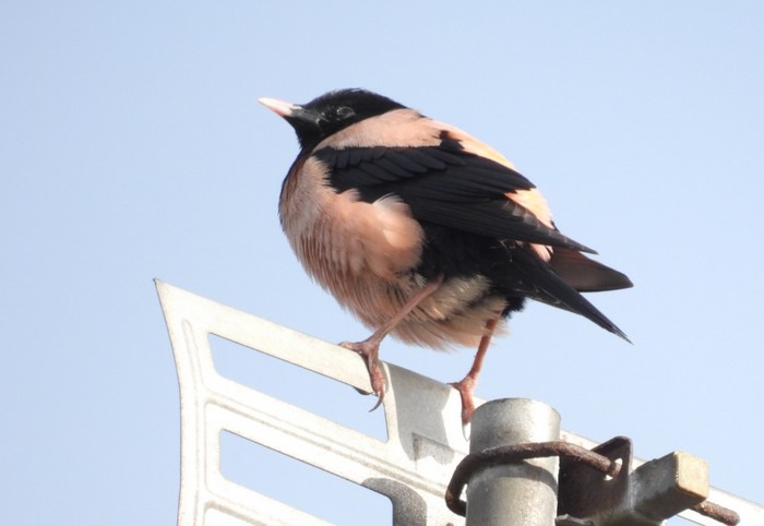 Rose-coloured Starling
