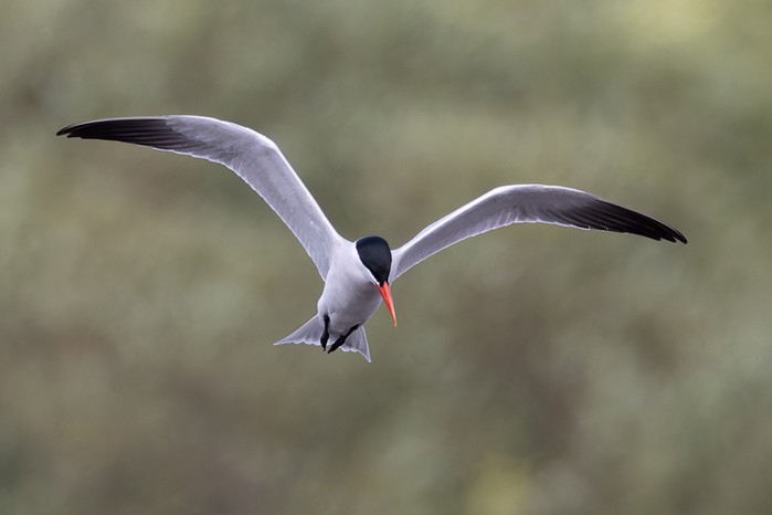Caspian Tern