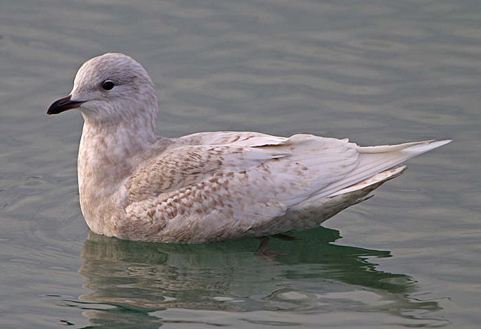 Iceland Gull