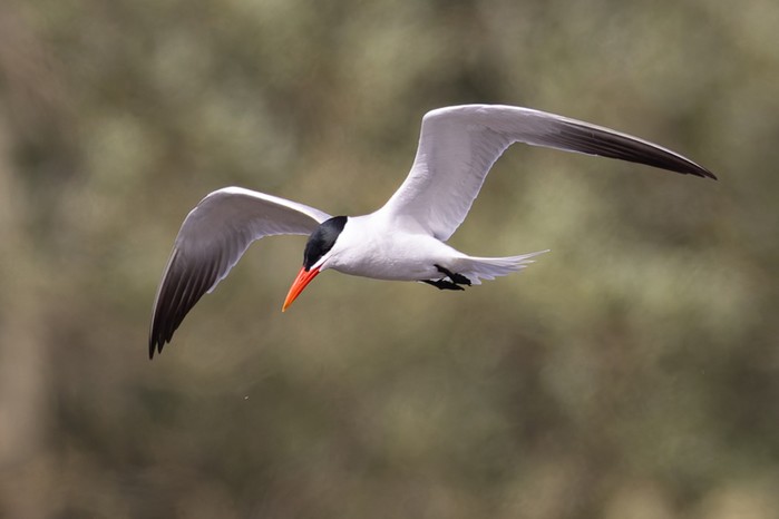 Caspian Tern