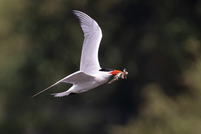 Caspian Tern