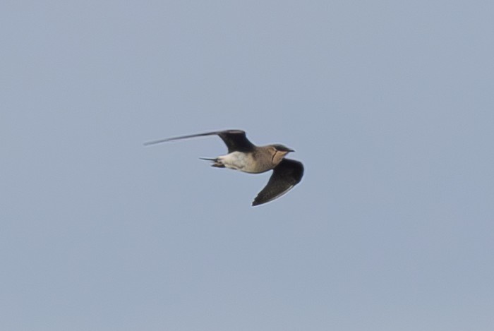 Black-winged Pratincole
