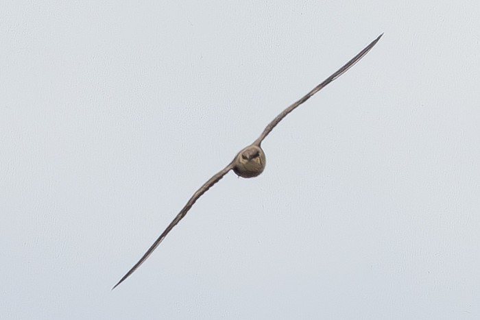 Black-winged Pratincole