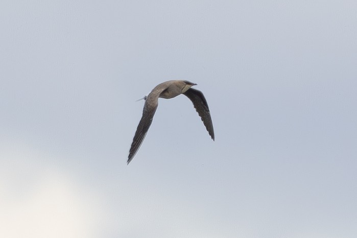 Black-winged Pratincole