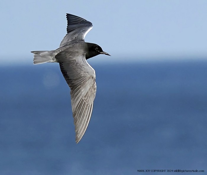 American Black Tern