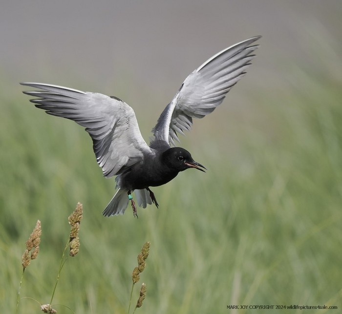 American Black Tern