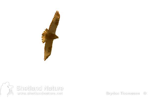 Rough-legged Buzzard