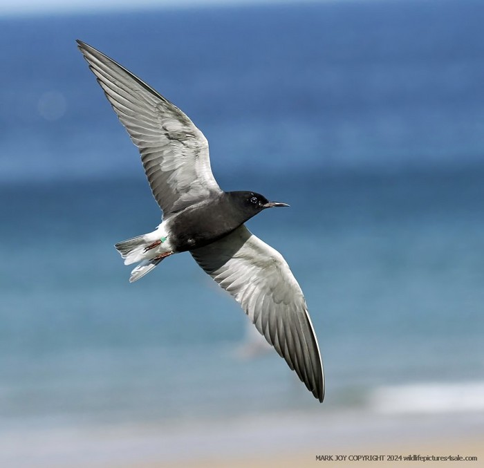 American Black Tern