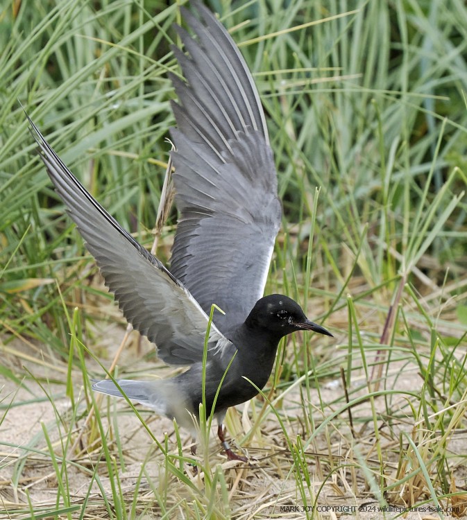 American Black Tern