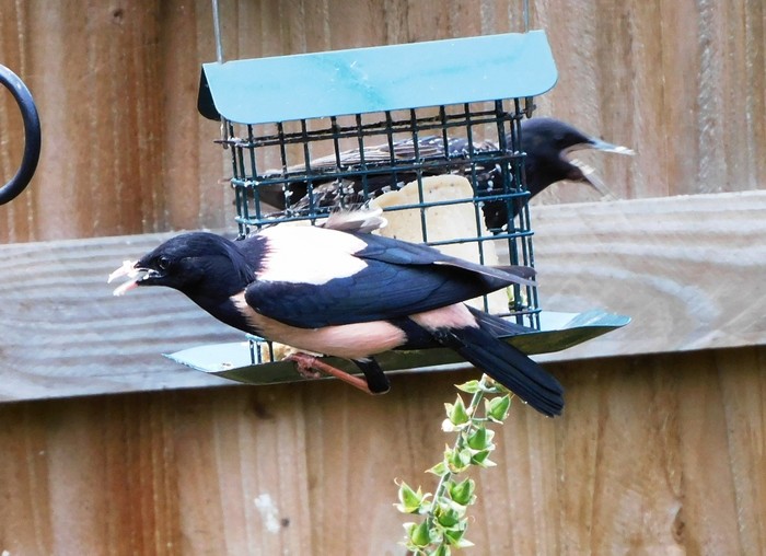 Rose-coloured Starling