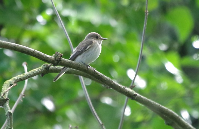 Spotted Flycatcher