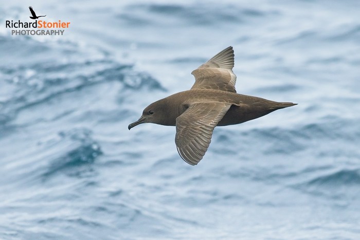 Sooty Shearwater