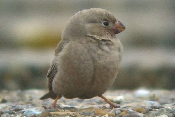 Trumpeter Finch
