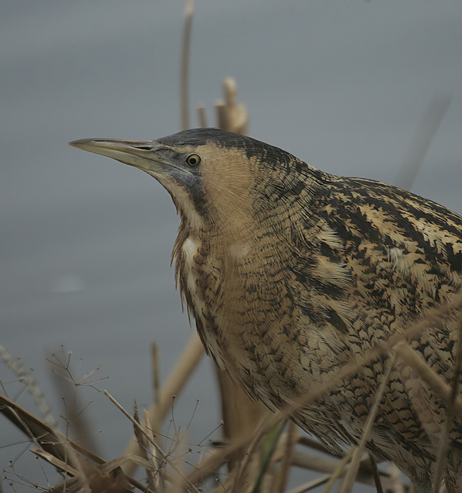 Bittern