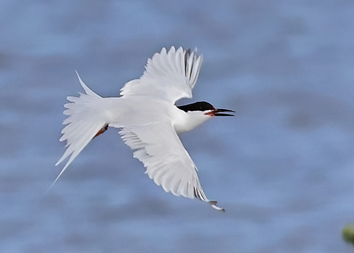 Roseate Tern