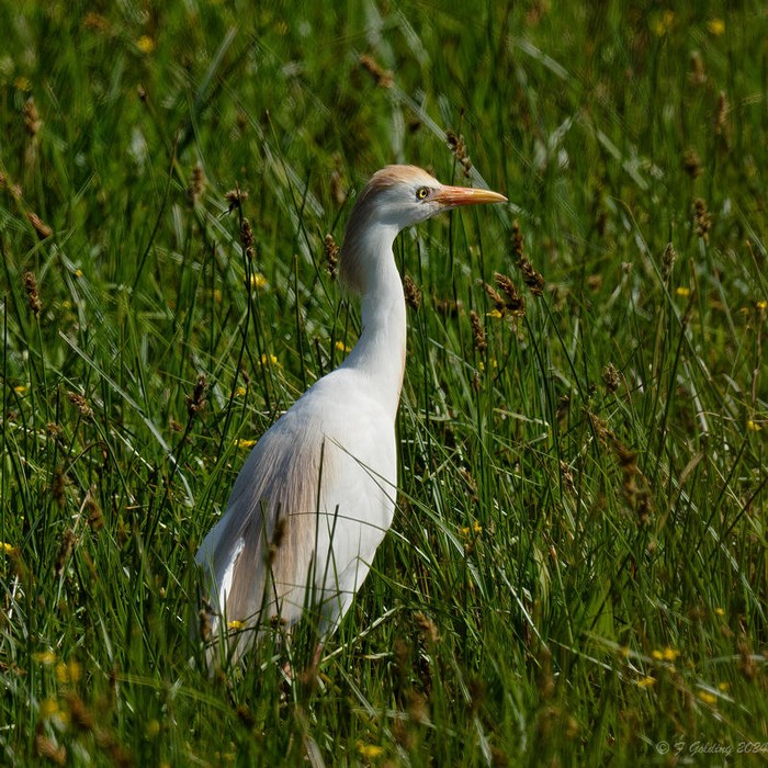 Cattle Egret