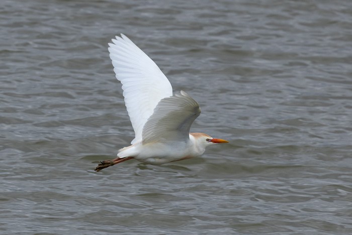 Cattle Egret