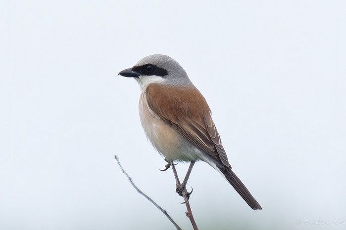 Red-backed Shrike