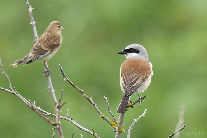 Red-backed Shrike