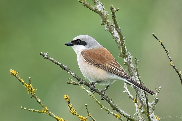 Red-backed Shrike