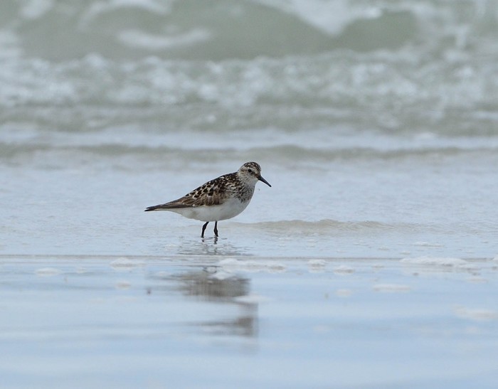 Baird's Sandpiper