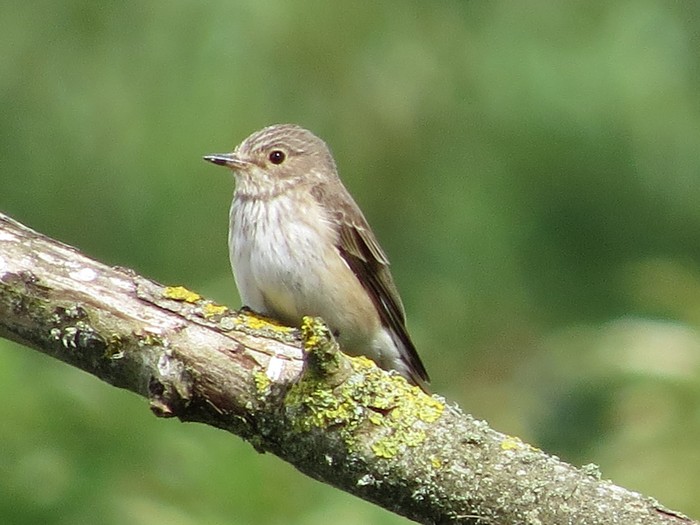 Spotted Flycatcher