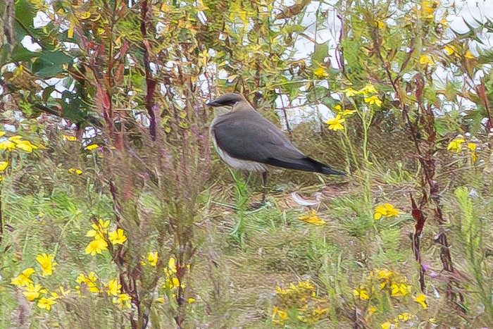 Black-winged Pratincole