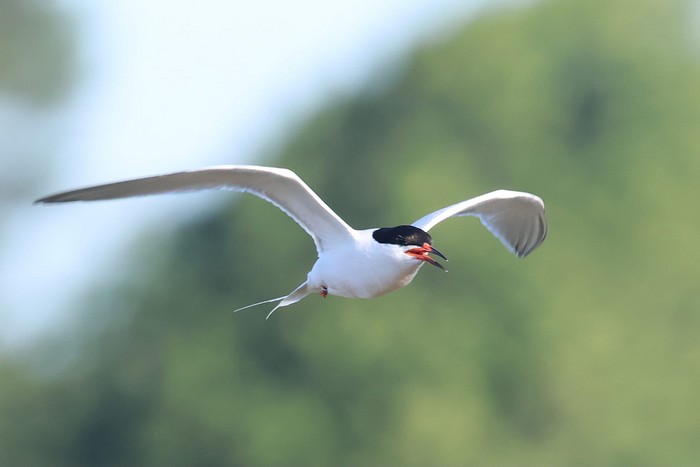 Roseate Tern