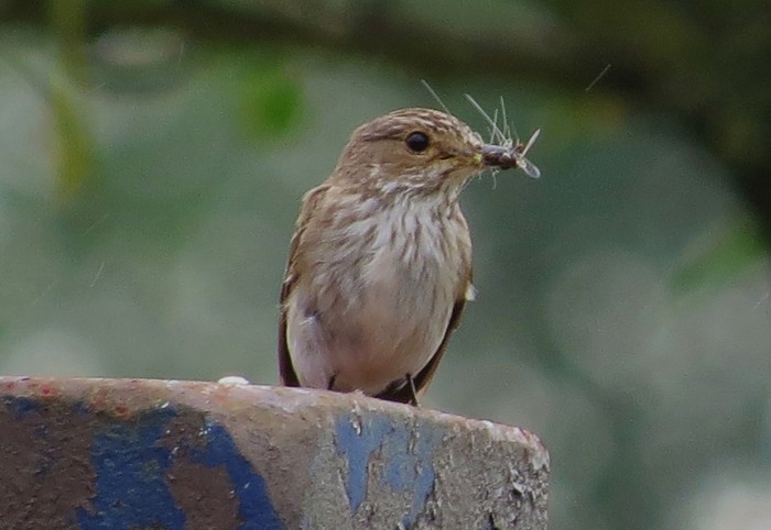Spotted Flycatcher