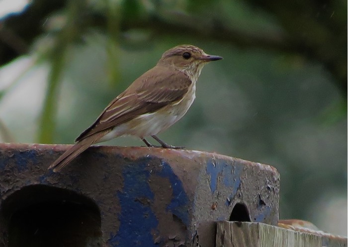 Spotted Flycatcher