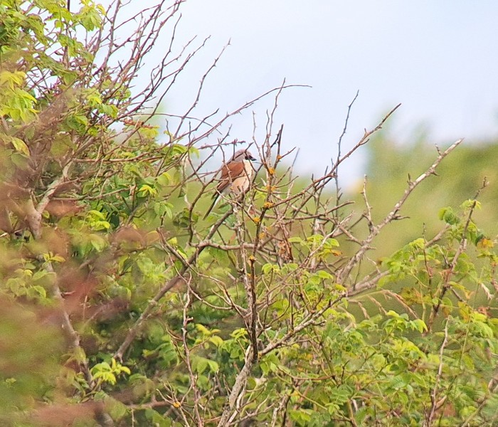 Red-backed Shrike