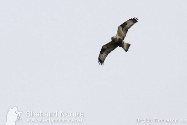 Rough-legged Buzzard