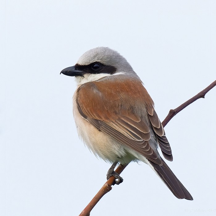 Red-backed Shrike