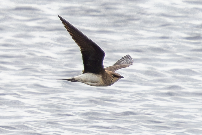 Black-winged Pratincole