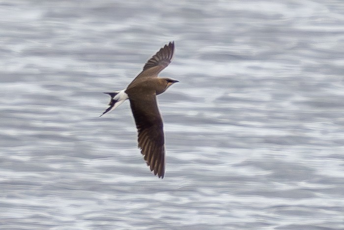 Black-winged Pratincole