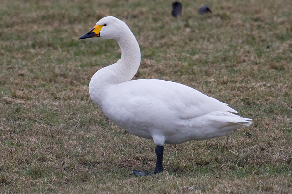 Bewick's Swan