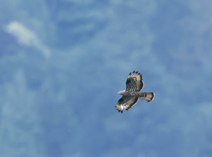 Honey Buzzard
