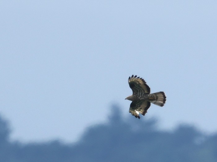 Honey Buzzard