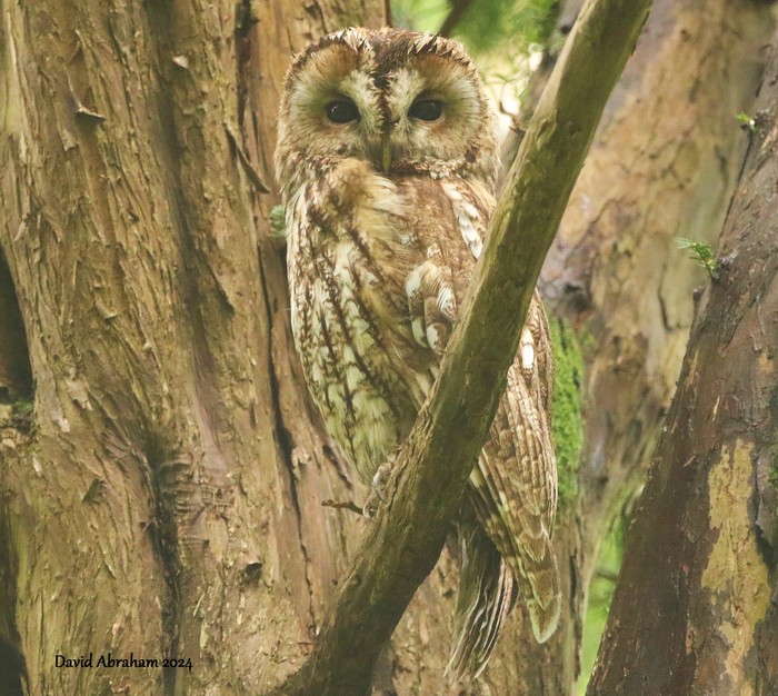 Tawny Owl 