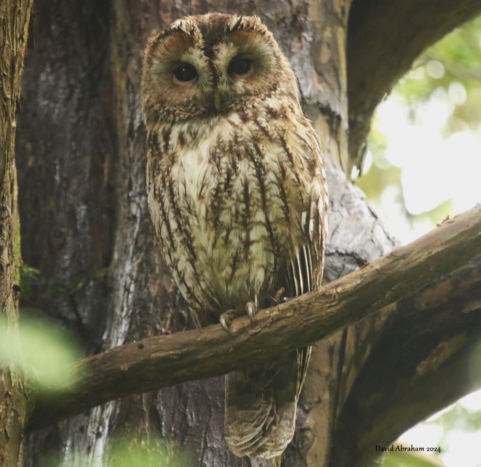 Tawny Owl 