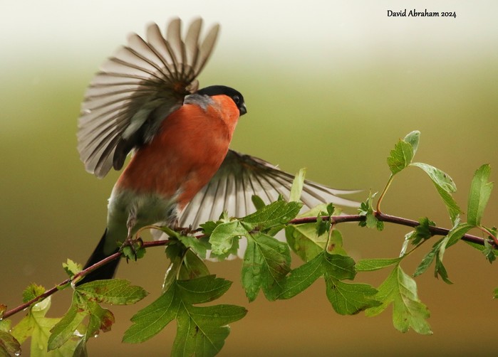 Bullfinch 