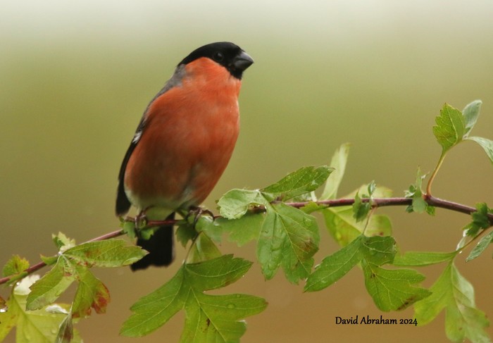 Bullfinch 