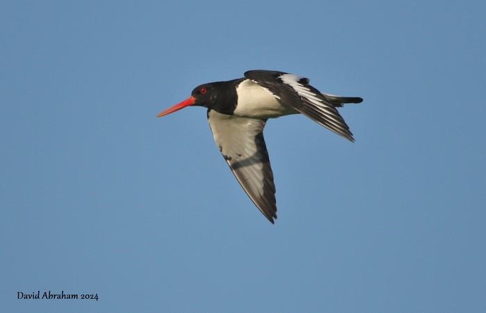 Oystercatcher 