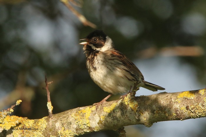 Reed Bunting 