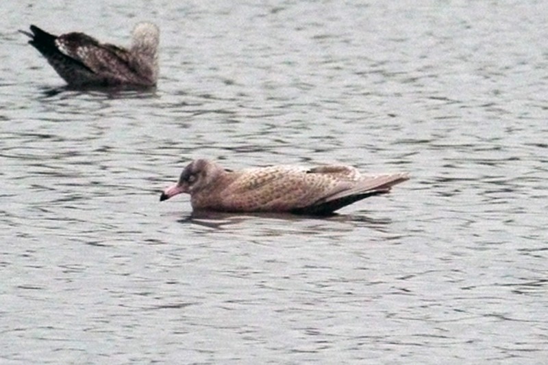 Glaucous Gull