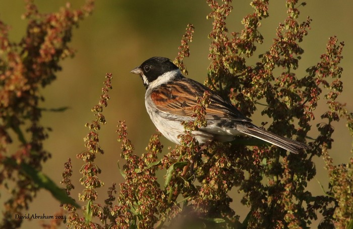 Reed Bunting 