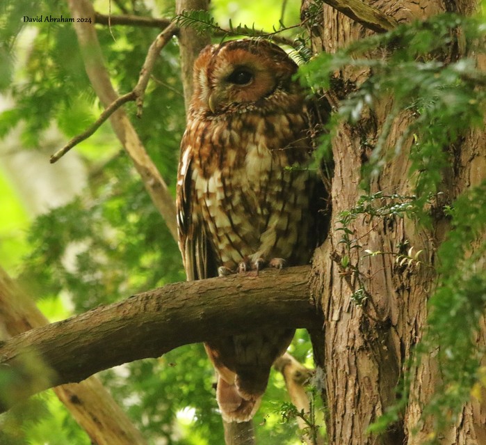 Tawny Owl 