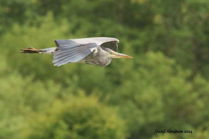 Grey Heron 