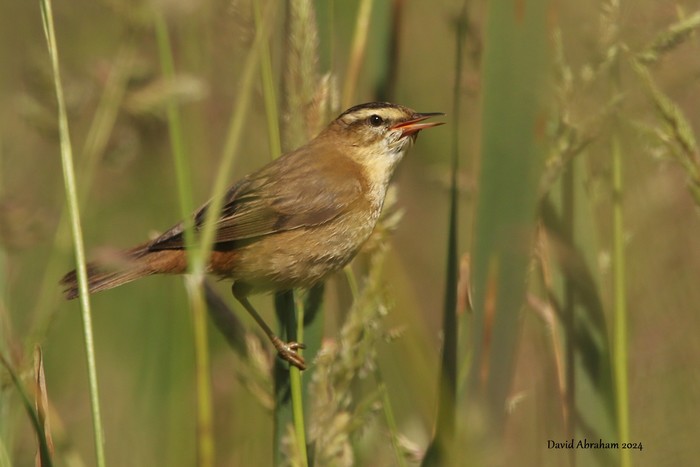 Sedge Warbler
