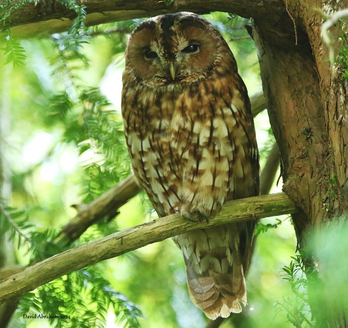 Tawny Owl 